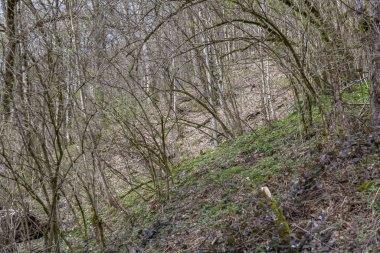 Gün boyunca dağlık bir yamaçtaki engebeli bir ormanda ilkbahar bitkileri.