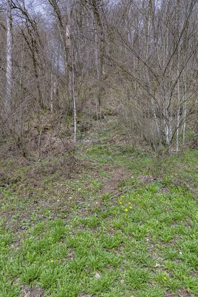 Vroege Voorjaarsvegetatie Een Ruig Bos Een Berghelling Overdag — Stockfoto