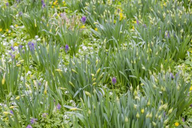 Parlak bahar çiçekleri ve yeşillikleriyle ekilmemiş yabani çayır