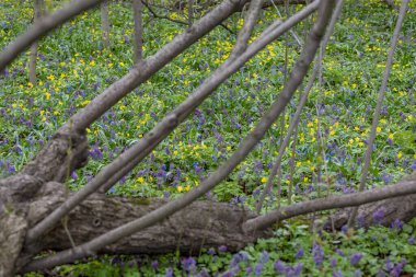 Parlak bahar çiçekleri ve yeşillikleriyle ekilmemiş yabani çayır