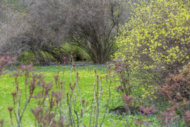 Parlak bahar çiçekleri ve yeşillikleriyle ekilmemiş yabani çayır
