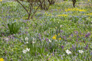 Parlak bahar çiçekleri ve yeşillikleriyle ekilmemiş yabani çayır