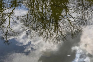 Ağaç, parktaki göletin su yüzeyine yansıyor.