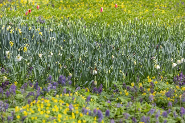 Prairie Sauvage Non Cultivée Avec Des Fleurs Printanières Lumineuses Verdure — Photo