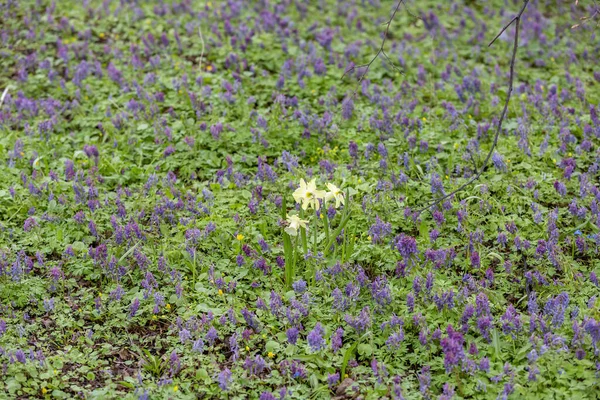 Prado Selvagem Não Cultivado Com Flores Brilhantes Primavera Vegetação — Fotografia de Stock