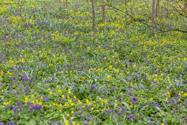 Uncultivated Wild Meadow Bright Spring Flowers Greenery — Stock Photo, Image