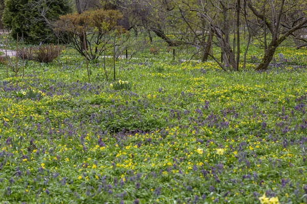 Ungepflegte Wildwiese Mit Hellen Frühlingsblumen Und Viel Grün — Stockfoto