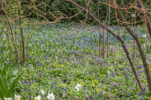 Prado Selvagem Não Cultivado Com Flores Brilhantes Primavera Vegetação — Fotografia de Stock