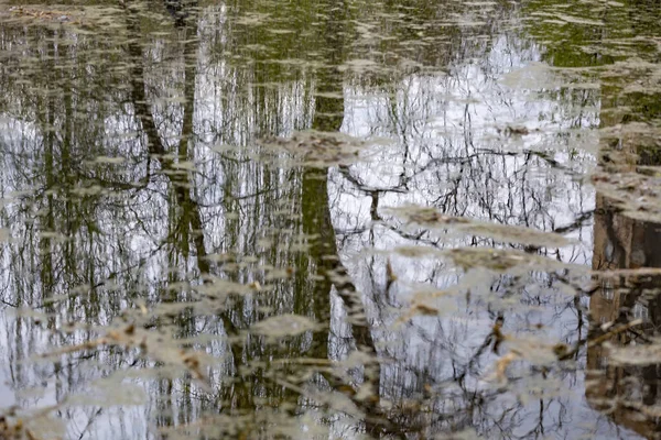 Дерево Отражается Водной Поверхности Пруда Парке — стоковое фото