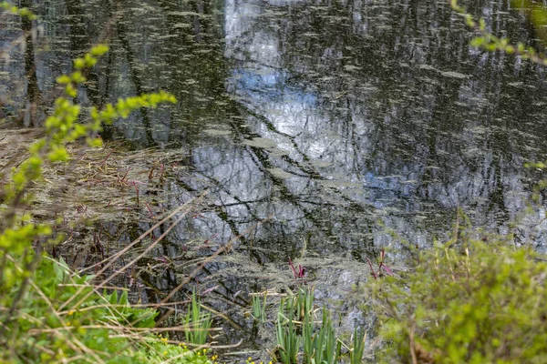 这棵树反映在公园池塘的水面上 — 图库照片