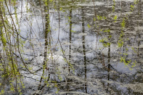 公園内の池の水面に反射している — ストック写真