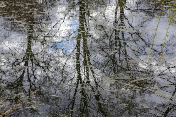 Tree Reflected Water Surface Pond Park — Stock Photo, Image