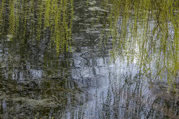 Tree Reflected Water Surface Pond Park — Stock Photo, Image