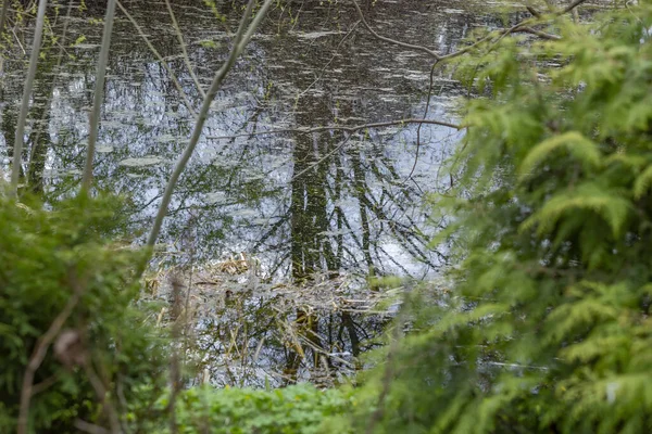 Tree Reflected Water Surface Pond Park — Stock Photo, Image