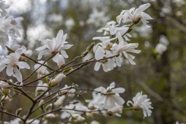 Şehrin botanik bahçesinde ilk bahar çiçekleri açar.