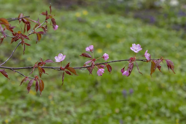 Första Vårblommorna Blommar Stadens Botaniska Trädgård — Stockfoto
