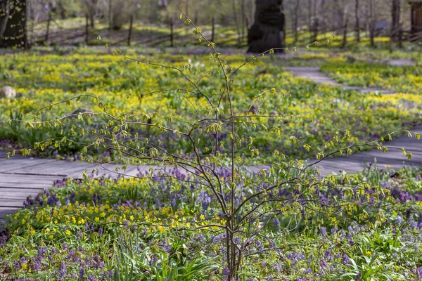 Las Primeras Flores Primavera Florecen Jardín Botánico Ciudad — Foto de Stock