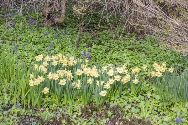 Las Primeras Flores Primavera Florecen Jardín Botánico Ciudad — Foto de Stock