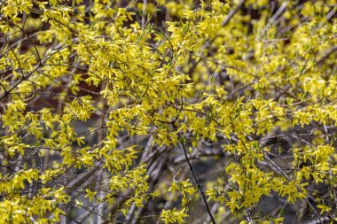 Dallarında güzel sarı çiçekler olan renkli çiçekli ağaç.