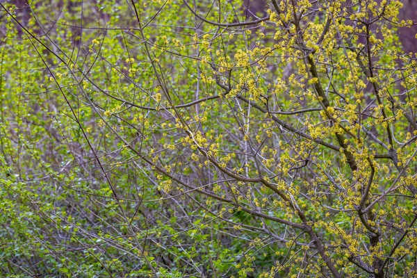 Colorato Albero Fiorito Con Bellissimi Fiori Gialli Sui Rami — Foto Stock