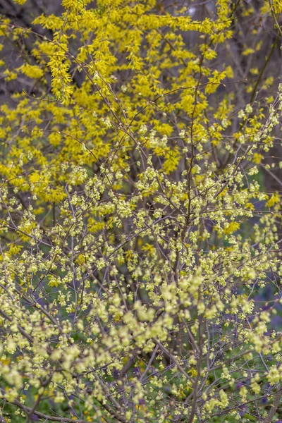 Colorido Árbol Flores Con Hermosas Flores Amarillas Las Ramas — Foto de Stock