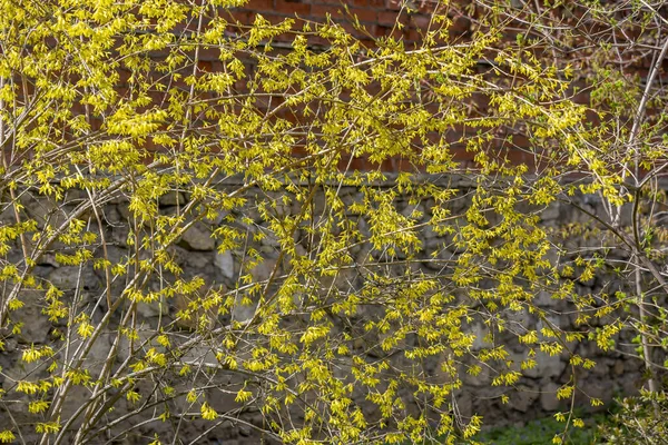 Floração Colorida Árvore Com Belas Flores Amarelas Ramos — Fotografia de Stock