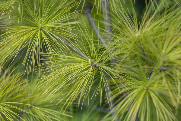 Hiç Bitmeyen Yeşil Kozalaklı Ağaçların Kabarık Yaprakları — Stok fotoğraf