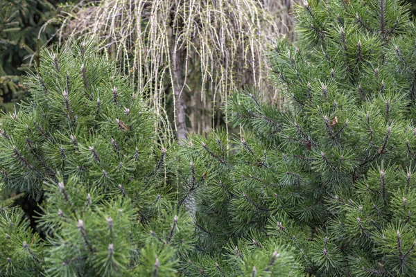 Fluffy Textured Leaves Evergreen Coniferous Tree — Stock Photo, Image