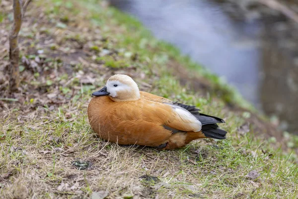 Canard Adulte Femelle Brun Blanc Sur Une Pelouse Verte Dans — Photo