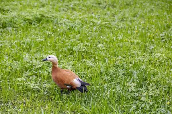 Pato Fêmea Adulto Marrom Branco Gramado Verde Parque Cidade — Fotografia de Stock