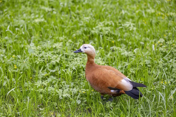 Pato Hembra Adulto Blanco Pardo Césped Verde Parque Ciudad — Foto de Stock