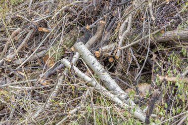 Ateş için yaprak döken kuru dallar ve kozalaklı ağaçlar.
