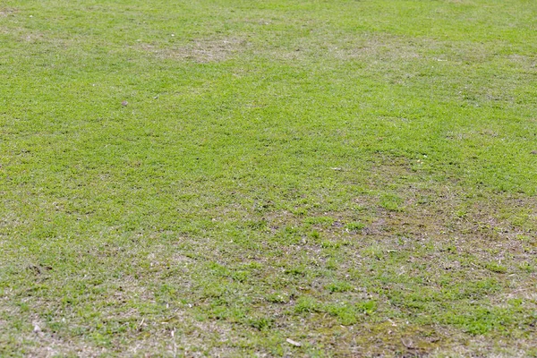 Césped Verde Con Césped Exuberante Brillante Parque Público Verano —  Fotos de Stock