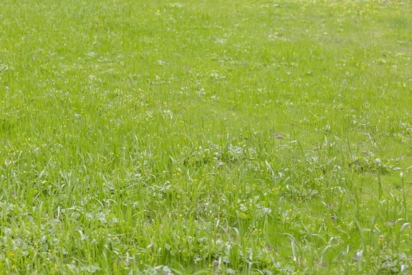 Césped Verde Con Césped Exuberante Brillante Parque Público Verano —  Fotos de Stock