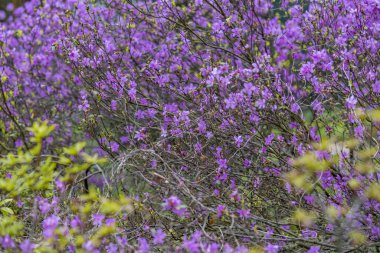 Dallarında güzel mor çiçekler olan renkli çiçek ağaçları.