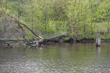 Bulutlu yağmurlu bir havada, bir Mayıs günü nehir manzarası. Moskova nehri, Rusya