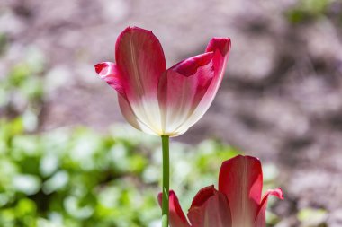 Şehrin botanik bahçesinde ilk bahar lalesi çiçek açar.