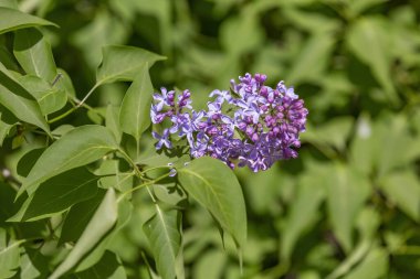 Yeşil yapraklı leylak çalılar ve çiçek açan çiçekler.