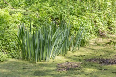 Güneşli bir yaz gününde küçük bir göletin suyunda sazlıklar ve dikişler.