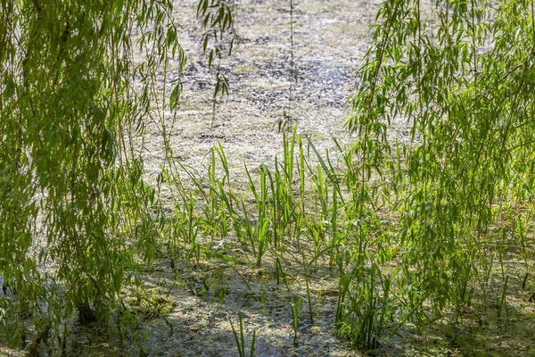 Reeds Sedge Water Small Pond Duckweed Sunny Summer Day — Stock Photo, Image