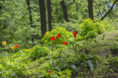 Güneşli bir parkta çok renkli laleler çiçek açar. Liliaceae familyasının daimi otçul soğan bitkisi cinsi.