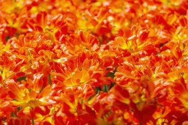 Güneşli bir parkta çok renkli laleler çiçek açar. Liliaceae familyasının daimi otçul soğan bitkisi cinsi.