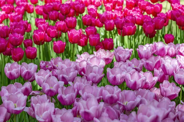 Multi Colored Bright Tulips Blossom Sunny Park Genus Perennial Herbaceous — Stock Photo, Image