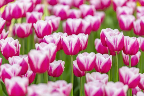 Los Tulipanes Brillantes Multicolores Florecen Parque Soleado Género Plantas Bulbosas — Foto de Stock