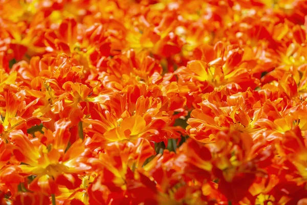 Sokszínű Fényes Tulipán Virágzik Egy Napfényes Parkban Liliaceae Családba Tartozó — Stock Fotó