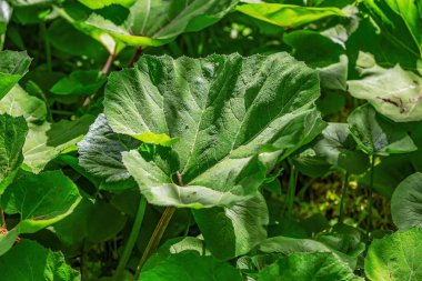 Burdock yaprağı. Asteraceae familyasından iki yıllık bir bitki cinsi. Gündüz vakti parlak, sulu yaprak