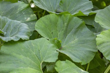 Burdock yaprağı. Asteraceae familyasından iki yıllık bir bitki cinsi. Gündüz vakti parlak, sulu yaprak