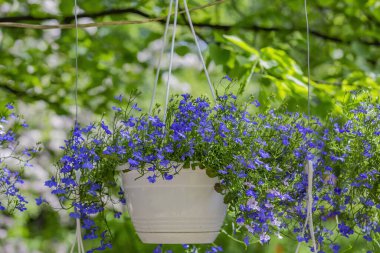 Güneşli bir yaz gününde arka bahçede asılı duran süslü bir saksı.