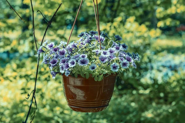 Sierbloempot Hangend Achtertuin Een Zonnige Zomerdag — Stockfoto