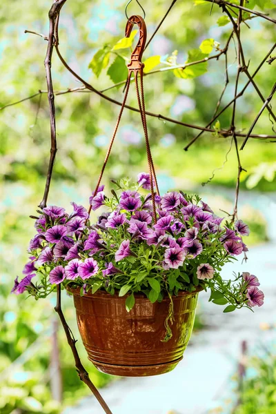 晴れた夏の日に裏庭にぶら下がっている観賞用の植木鉢 — ストック写真